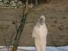 08_lermoos_67